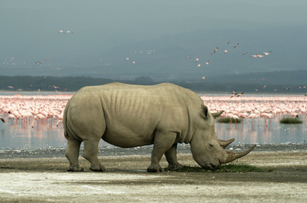 Lake Nakuru - Wildlife - Rhino